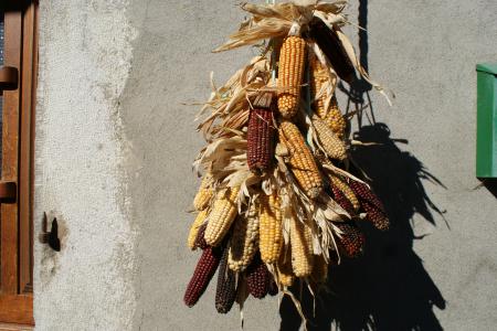 Bouquet de maïs